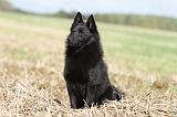 SCHIPPERKE 445